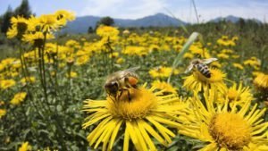 abeilles-butinent