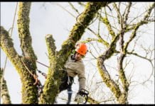 Élagage des arbres : trois conseils utiles