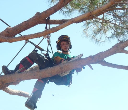 Quels paramètres font varier le coût des travaux d’élagage d’arbre?