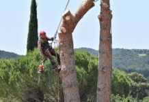 4 conseils pour élaguer des arbres comme un professionnel