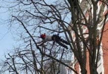 Élaguer un arbre : quelles sont les raisons?