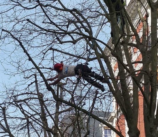 Élaguer un arbre : quelles sont les raisons?