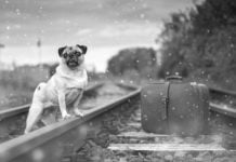 Astuces pour voyager en train avec des animaux de compagnie voyage train avec animaux