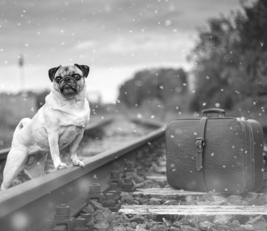 Astuces pour voyager en train avec des animaux de compagnie voyage train avec animaux