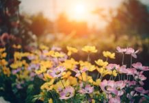 Comment concevoir un petit jardin ?